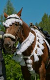 Моя первая работа по вязанию красивой амуниции для лошадей! 2012 год