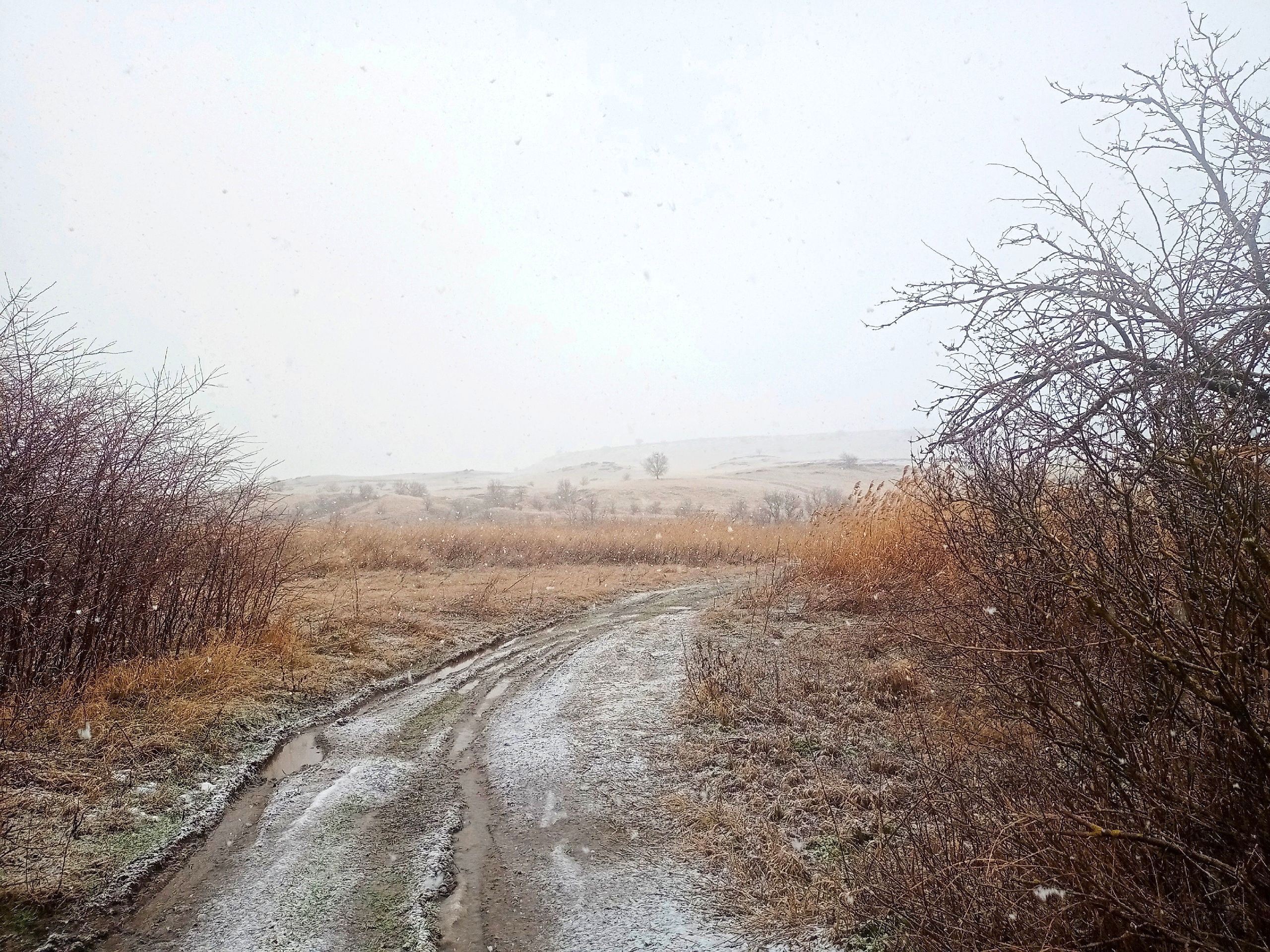 Зима в Ключевском больше похожа на позднюю осень (4).jpg