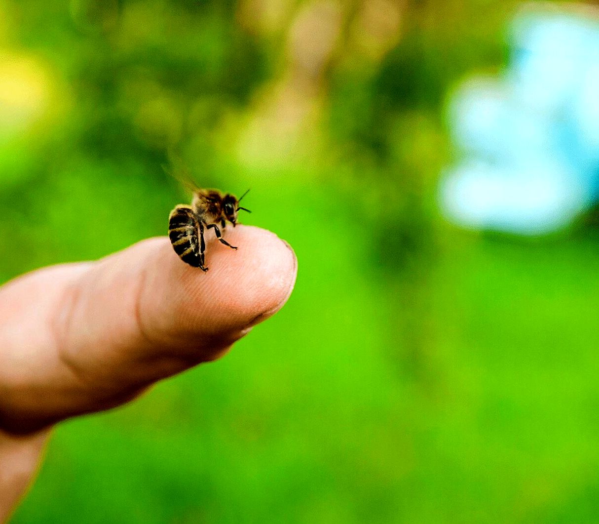 Почему яд пчелы полезен (1).jpg