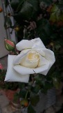 rosa bianca