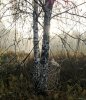 Причудливая графика