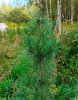 Простые прелести жизни в родовом поместье