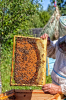 Гнездовой мёд в родовом поместье "Любое"