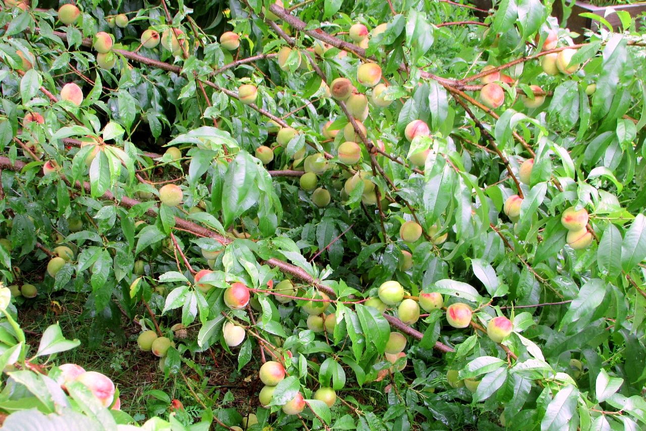 На какой год плодоносит персик. Плодоносящий персик. Персики не плодоносит. Растут ли персики в Грузии. Плодоносит ли персик в Тамбовской области.
