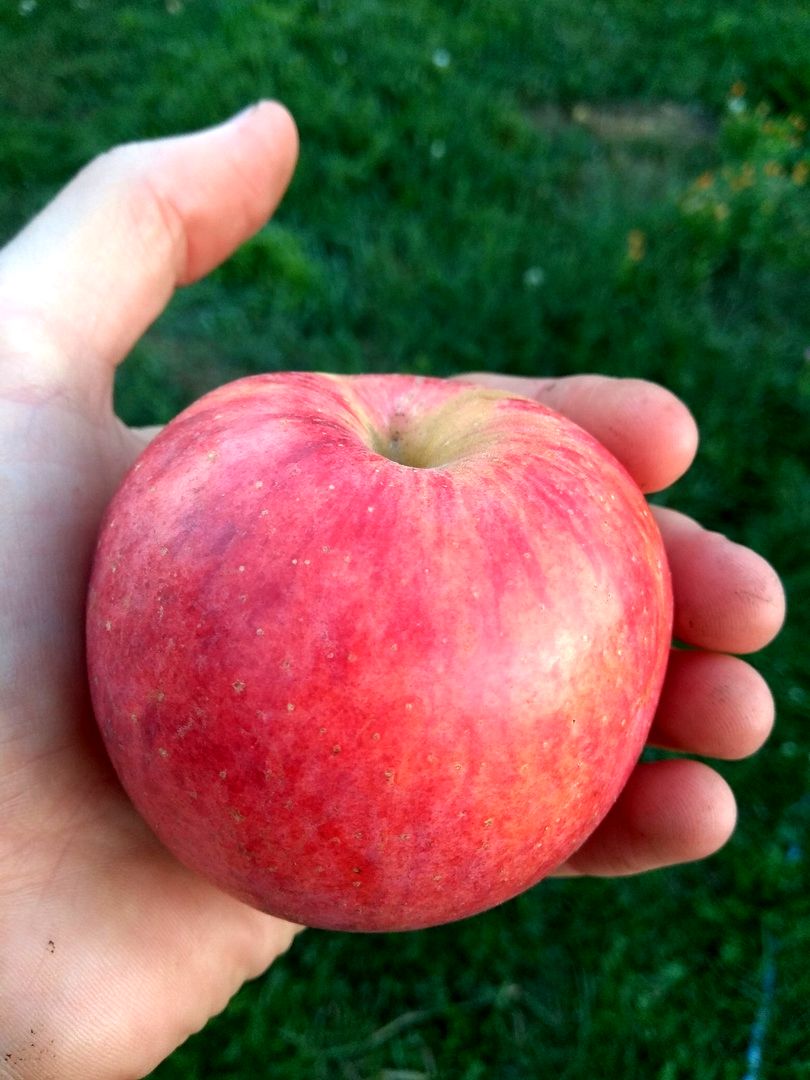 Как получить свои вкусные яблоки уже через 2 года (3).jpg