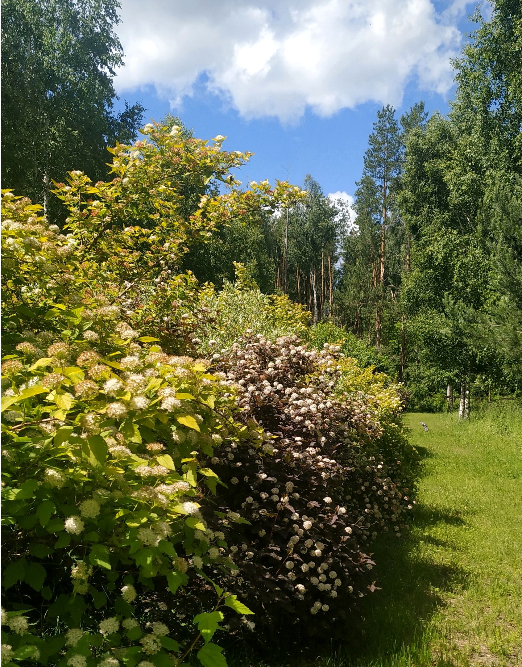 Опыт выращивания живой изгороди в Лесной Поляне (7).jpg