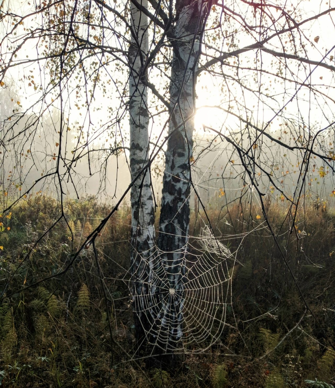 Причудливая графика (44).jpg Причудливая графика (44).jpg