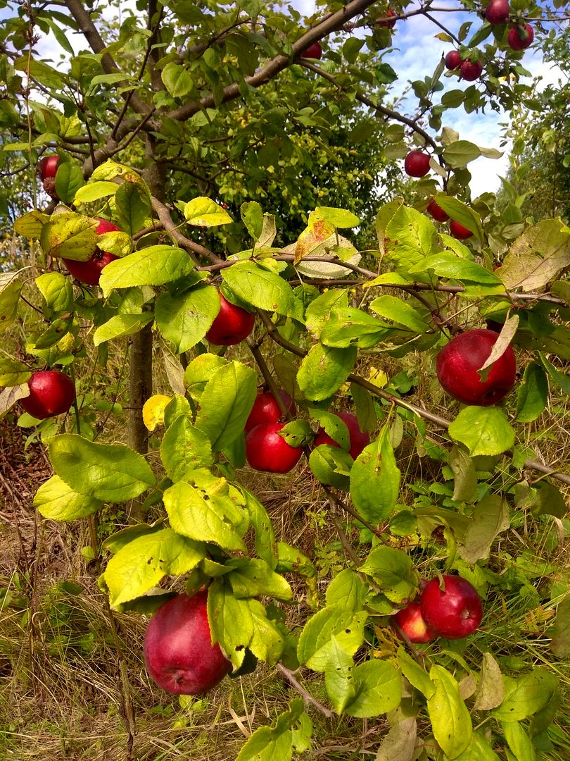 Как получить свои вкусные яблоки уже через 2 года (2).jpg