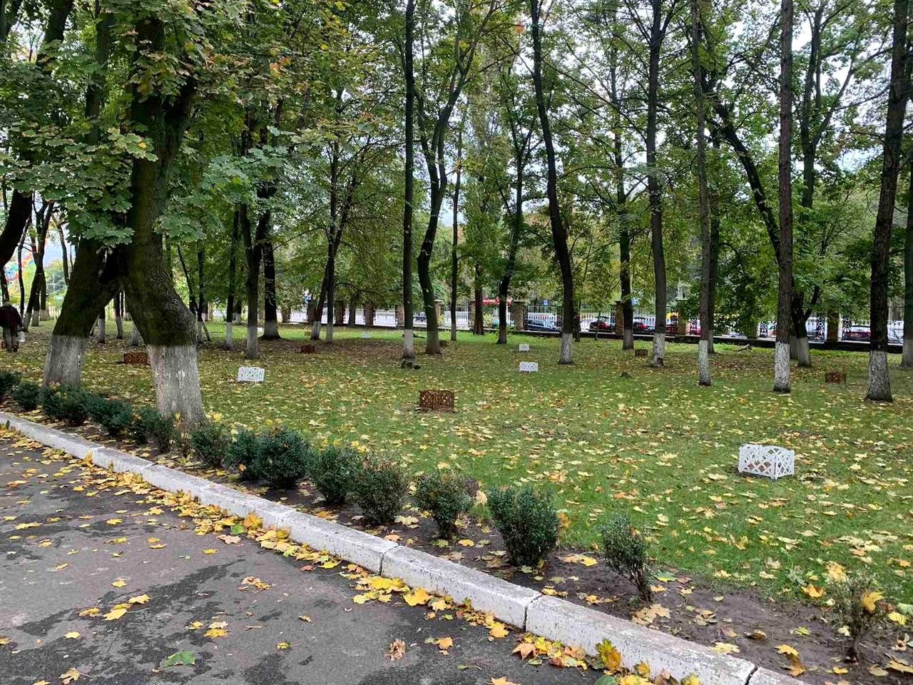 50 сибирских кедров высажено на территории НМУ в Киеве (9).jpg