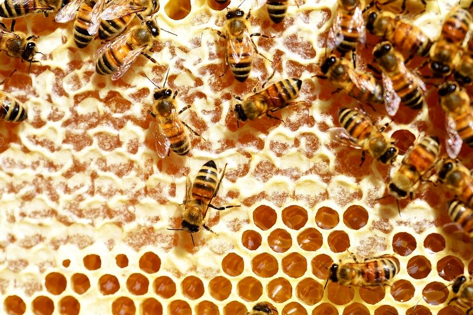 Сколько можно хранить мёд (2).jpg