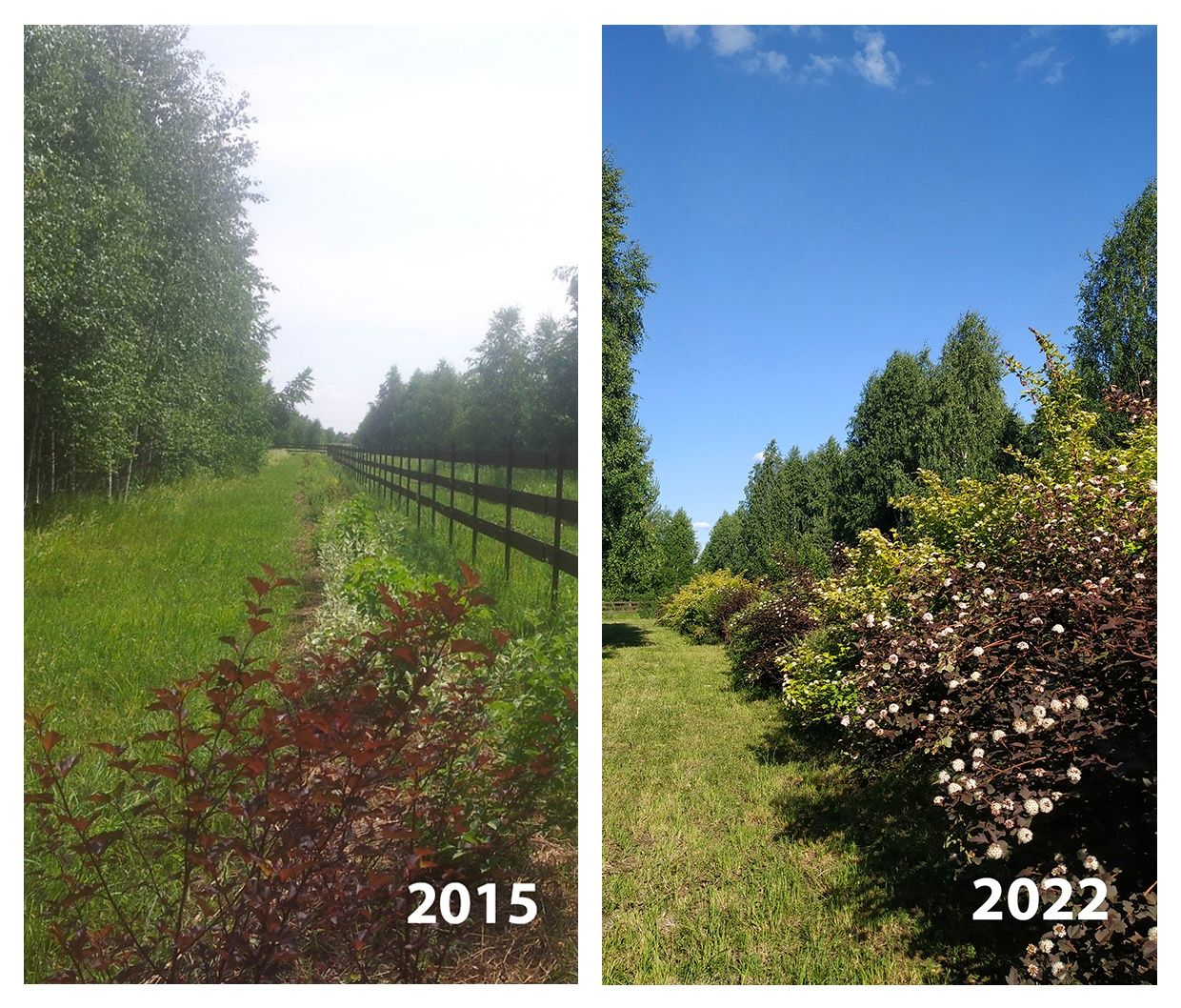 Опыт выращивания живой изгороди в Лесной Поляне (2).jpg