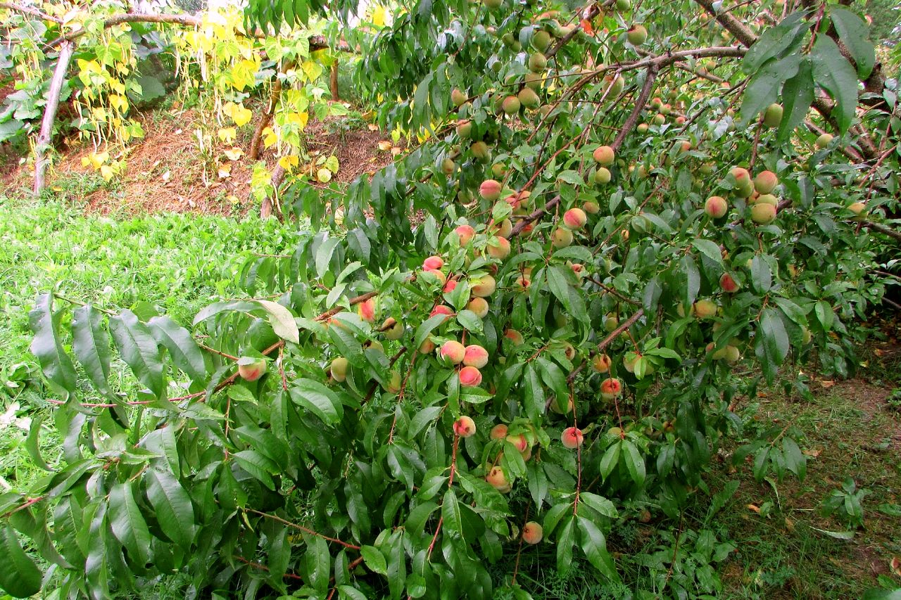 Персики в поместье Белопавлинное (6).jpg