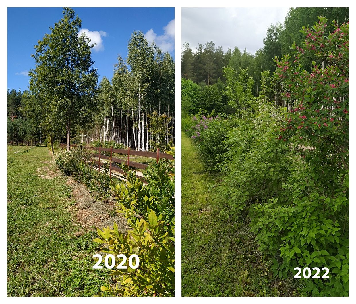 Опыт выращивания живой изгороди в Лесной Поляне (4).jpg