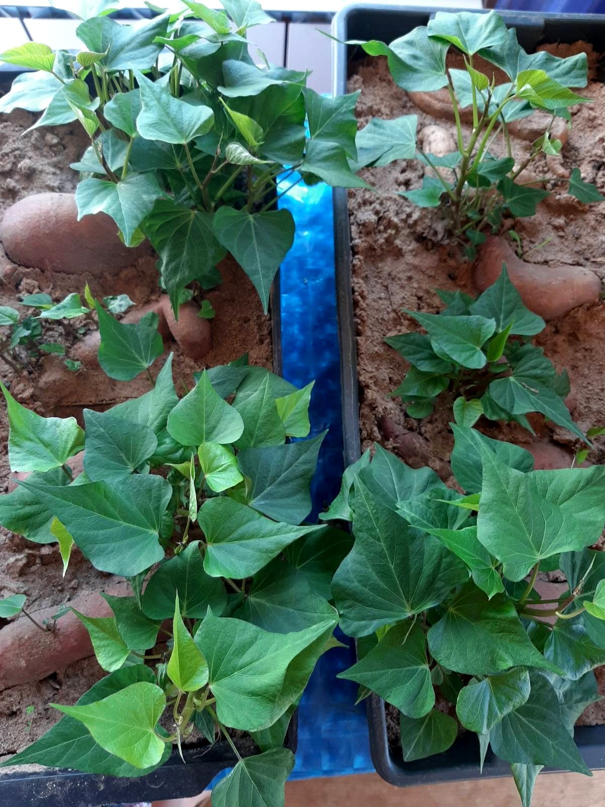 Выращивание батата в поселении Звон-Гора (1).jpg