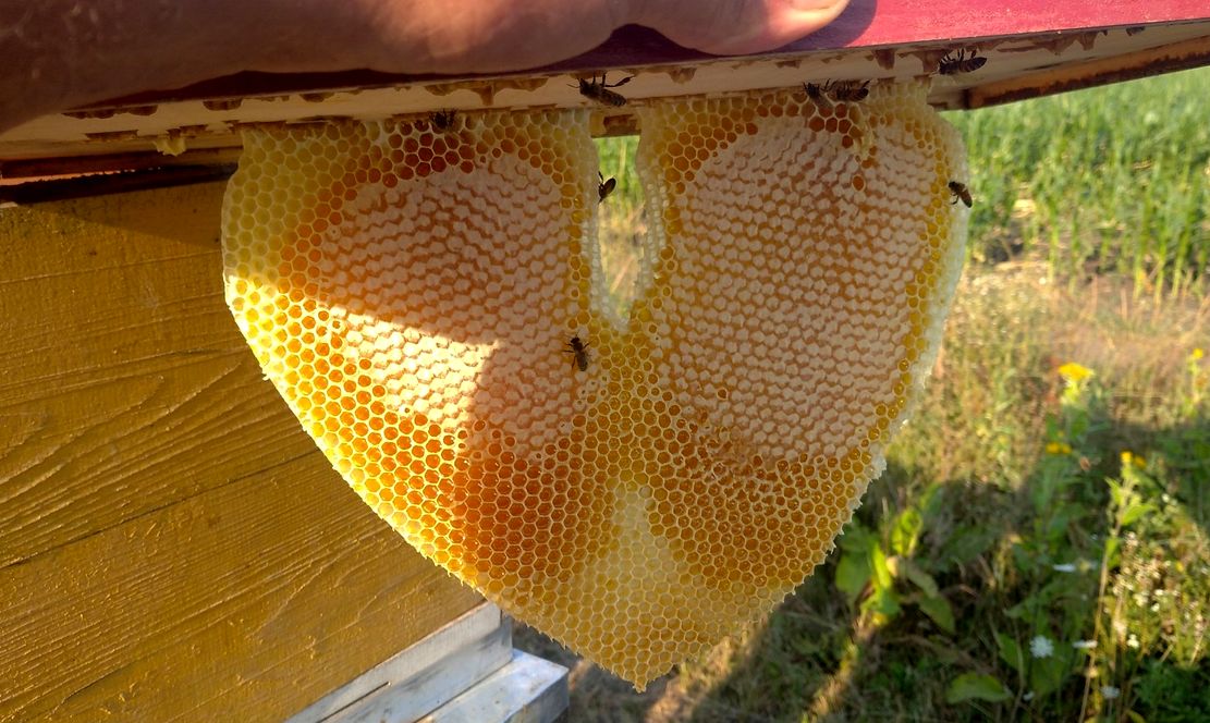 Как зимуют пчёлы