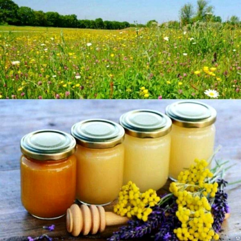 Как определяют сорт мёда (1).jpg