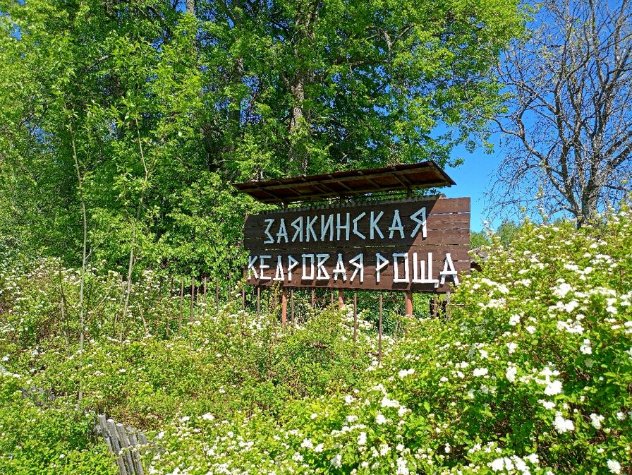 Заякинская Кедровая роща (1).jpg