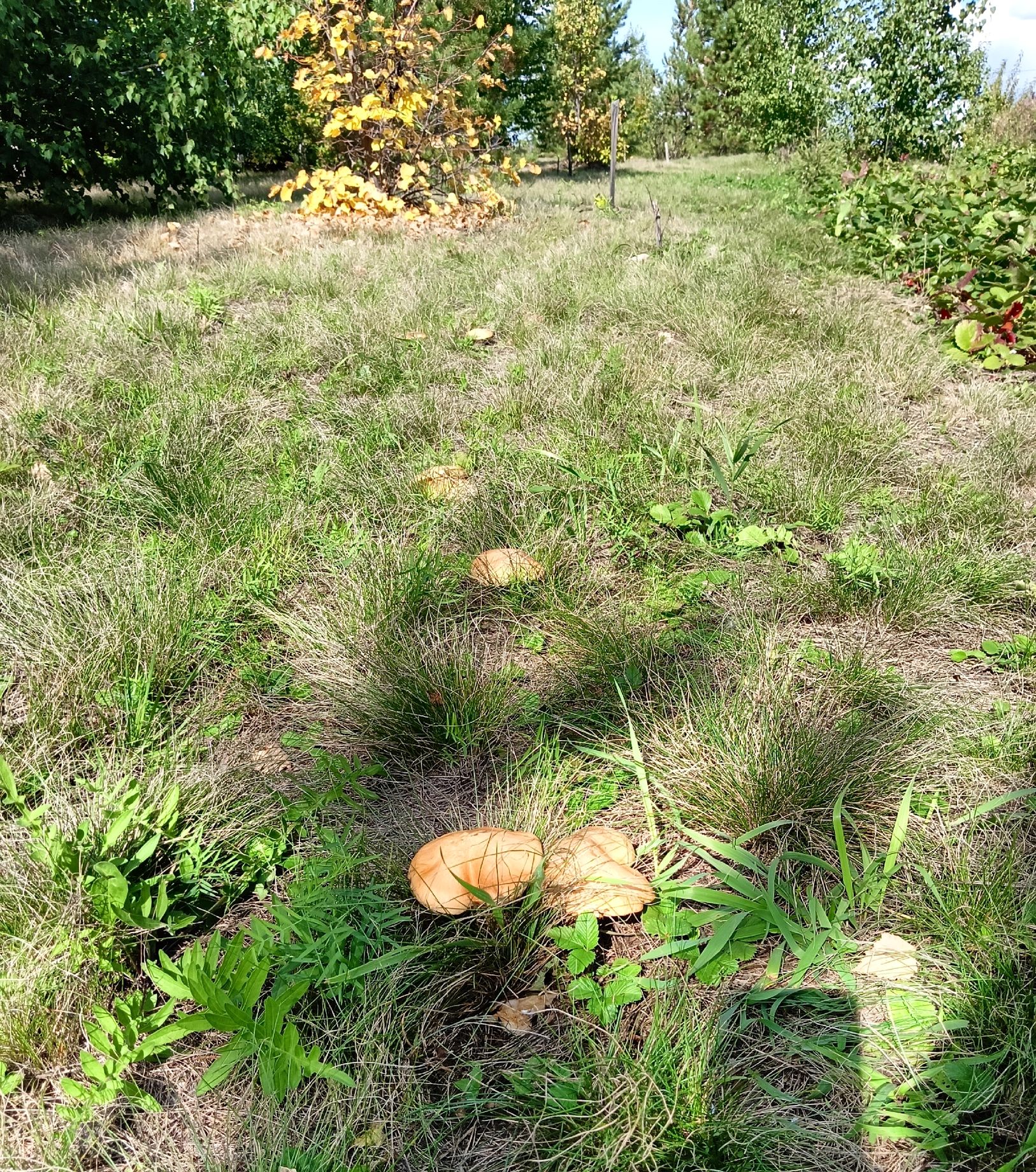 Свои грибы в родовом поместье 1.jpg
