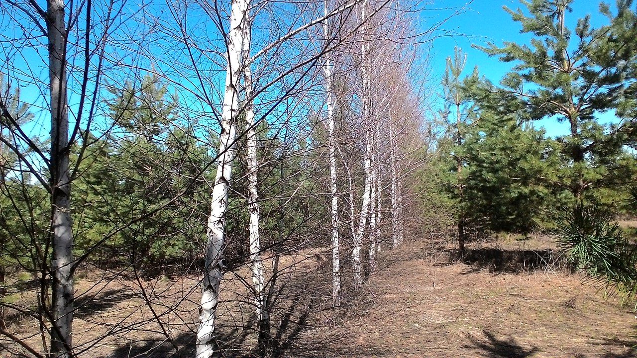 Фирзант Рузиев. Как я стал сажать деревья (5).jpg