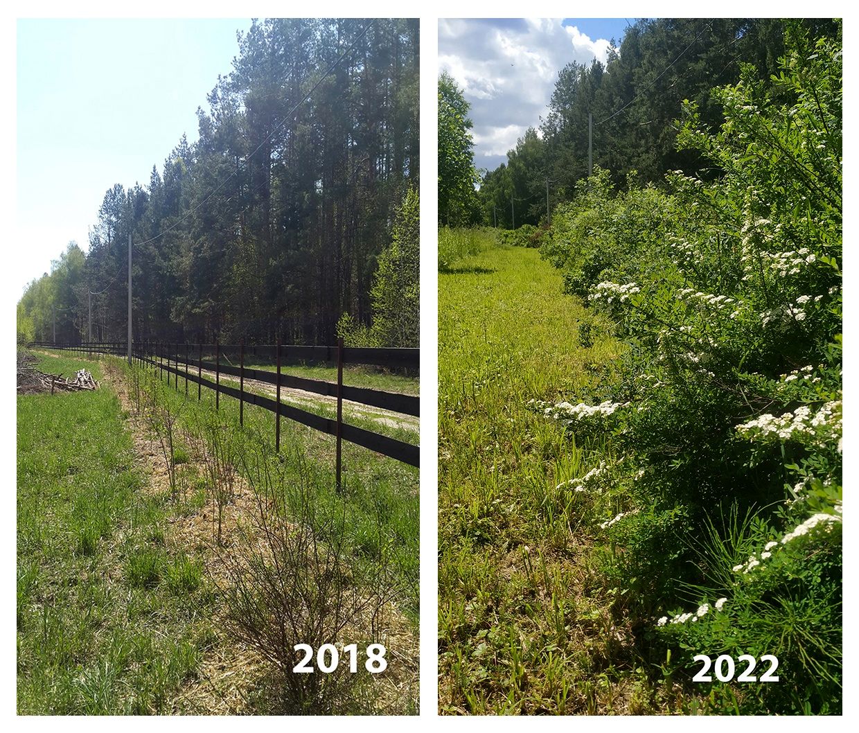 Опыт выращивания живой изгороди в Лесной Поляне (6).jpg