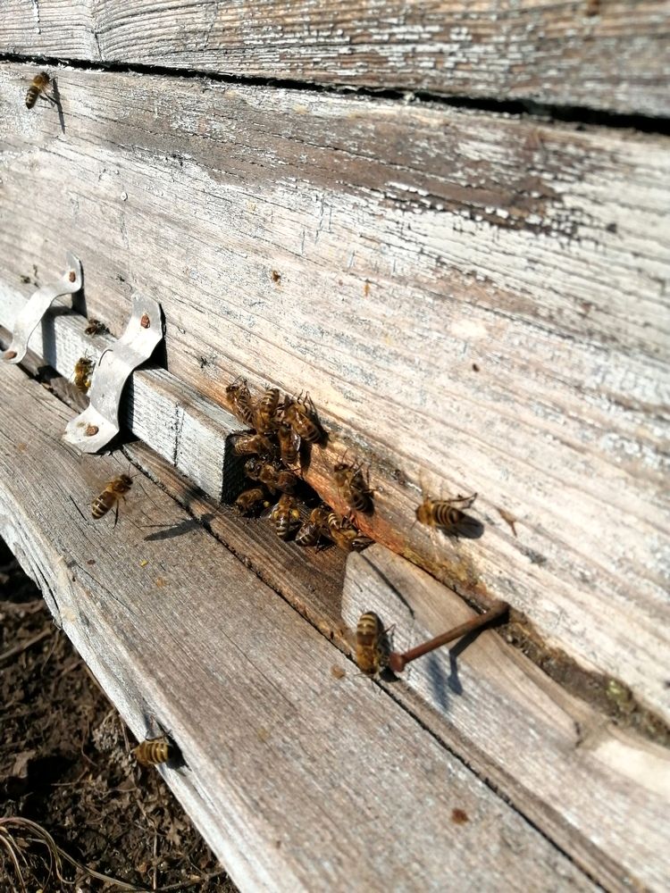 Гнездовой мёд в родовом поместье Любое (2).jpg